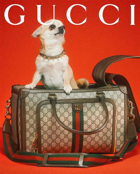 gucci tuigje hond|Designer Pet Collection & Accessories .